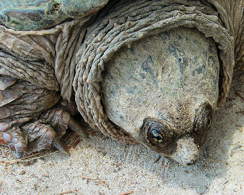 Snapping Turtle