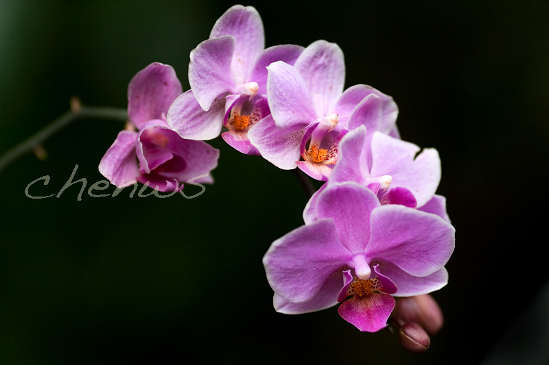Orchids in the garden _CWS6432.jpg