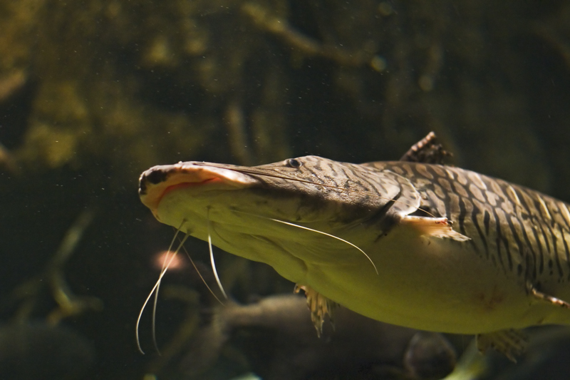 surubi