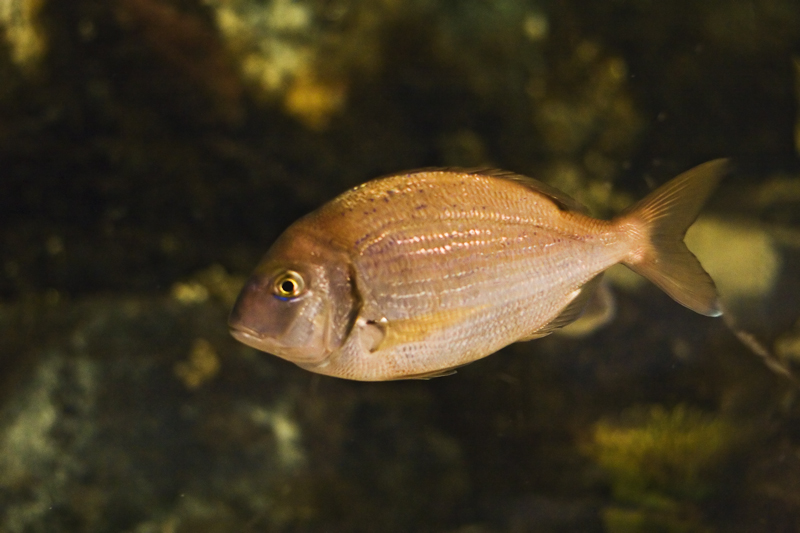 pacu