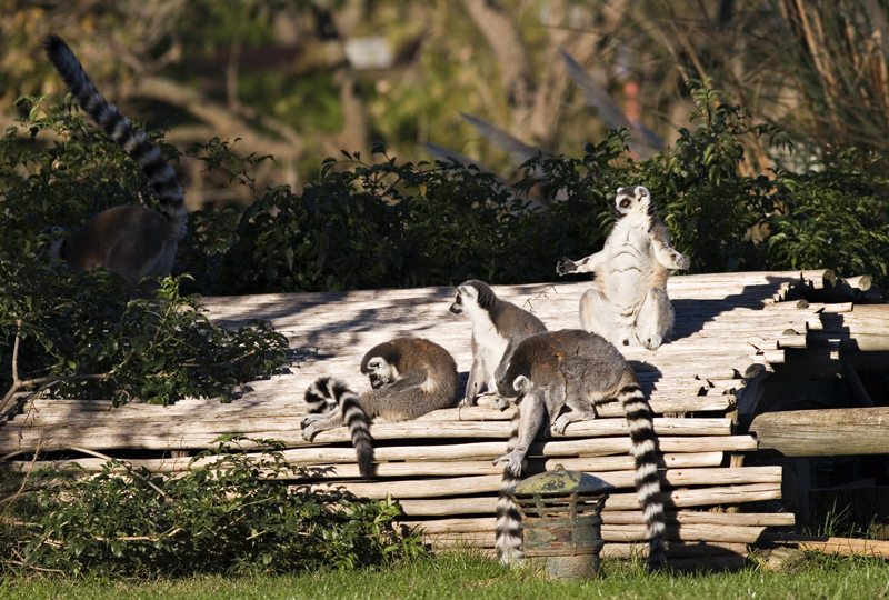 lemur3