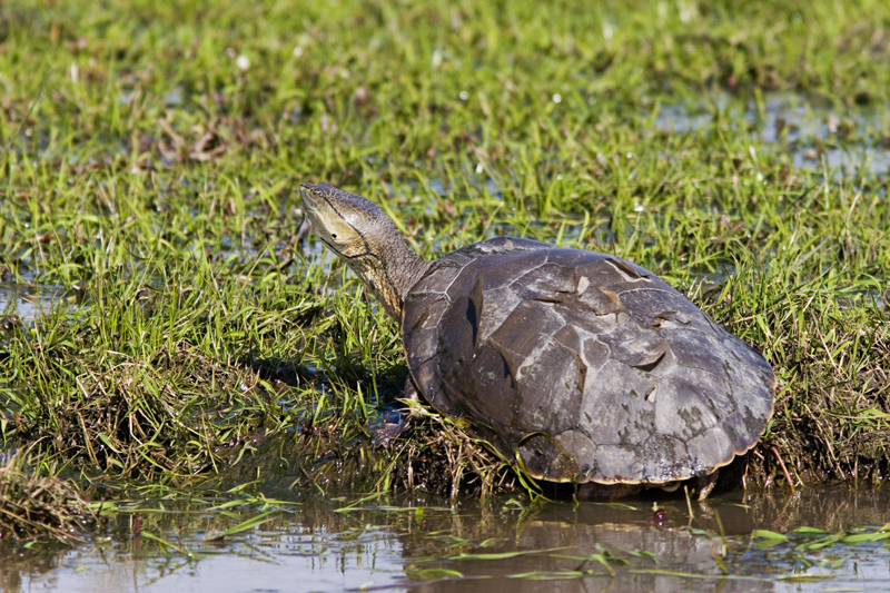 tortuga
