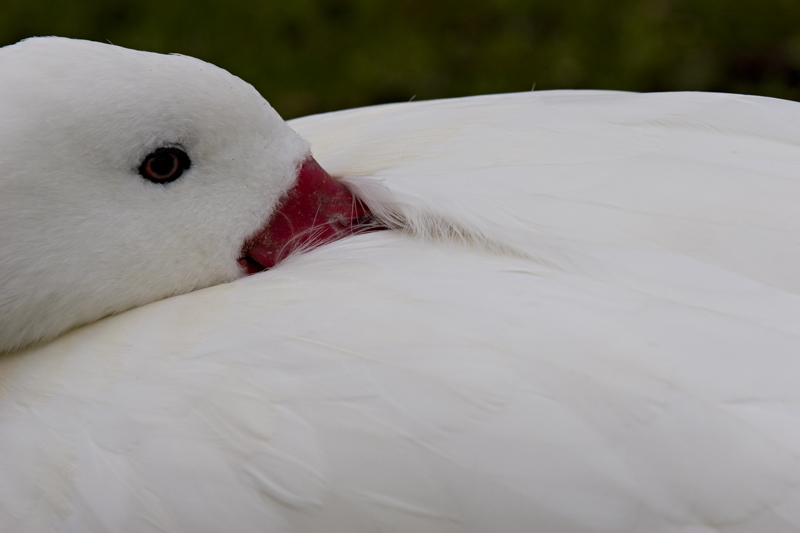 cisne coscoroba