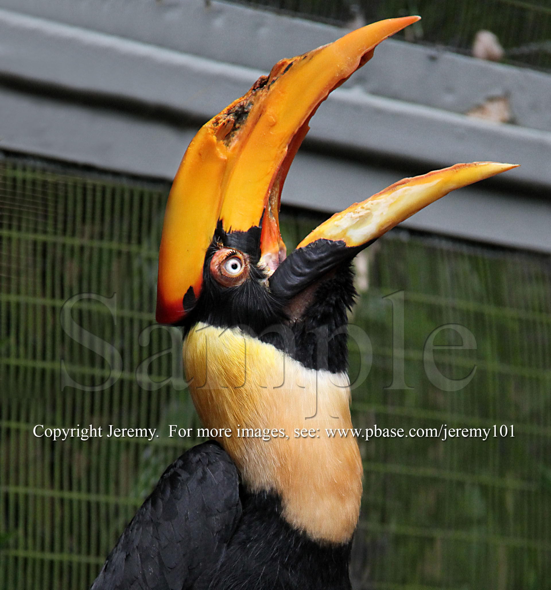 Great Pied Hornbill (Sep 10)