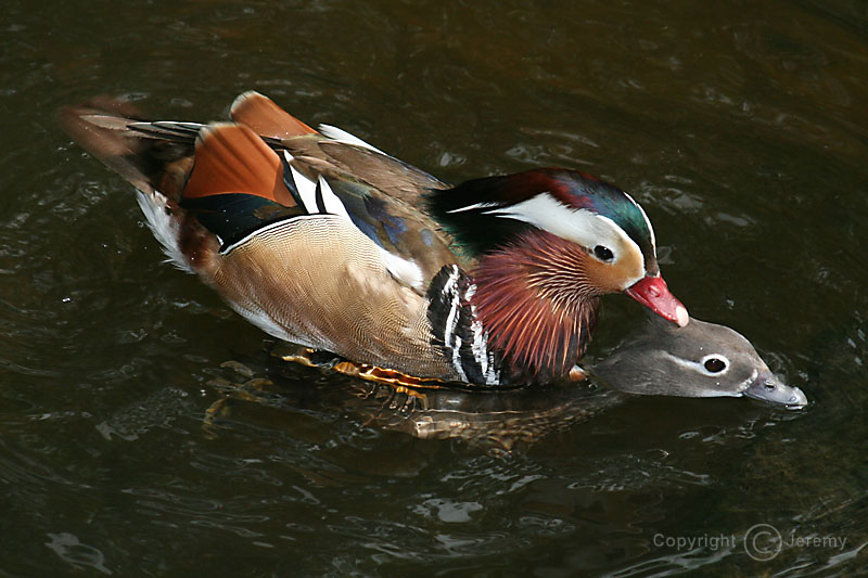Love Is In the Water, Mandarin Ducks (Apr06)
