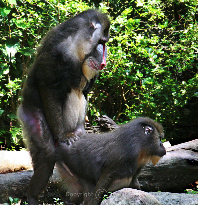 What Are You Doing...?, Mandrills (Jul 06)