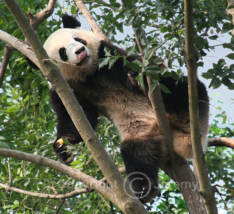 Giant Panda, Panda Research Centre Near Chengdu (Aug 06)