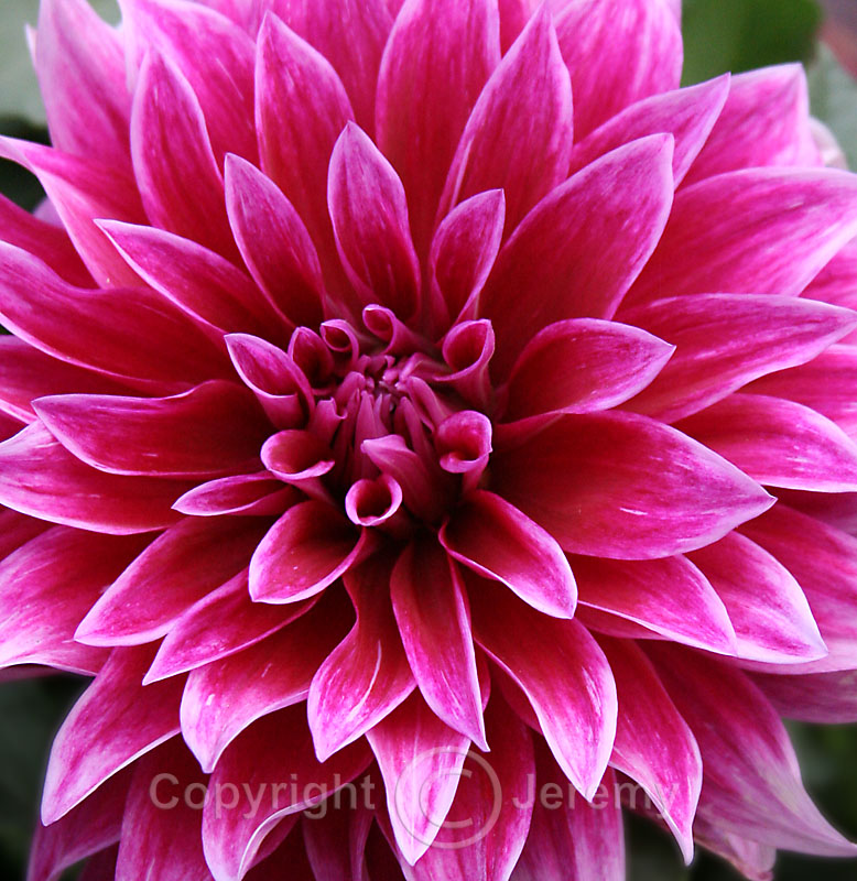 Flower, Maoxian (Aug 06)