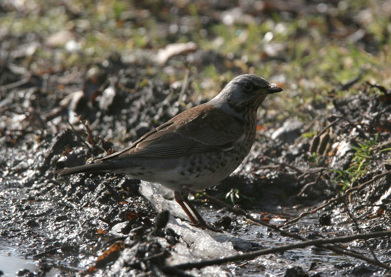 Fieldfare - Kramsvogel