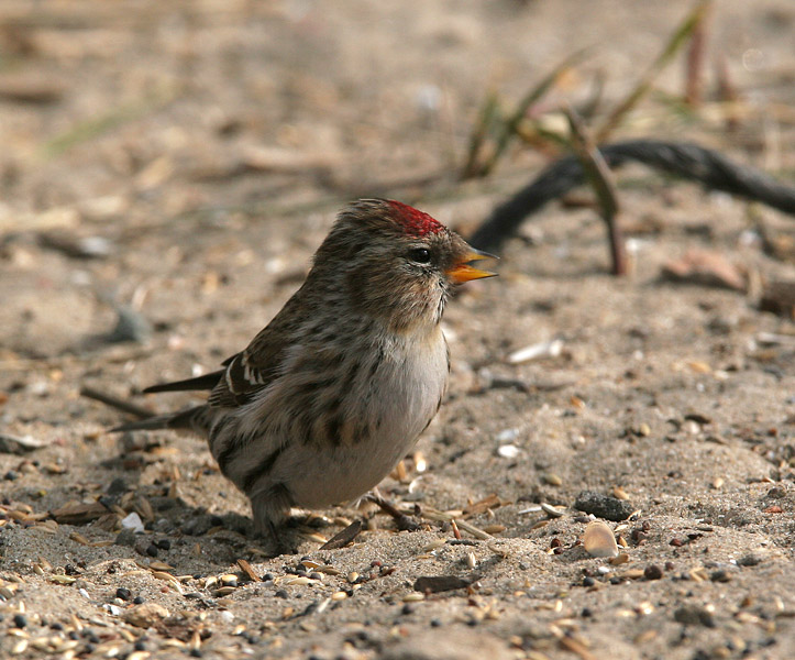 Mealy Redpoll - Grote Barmsijs