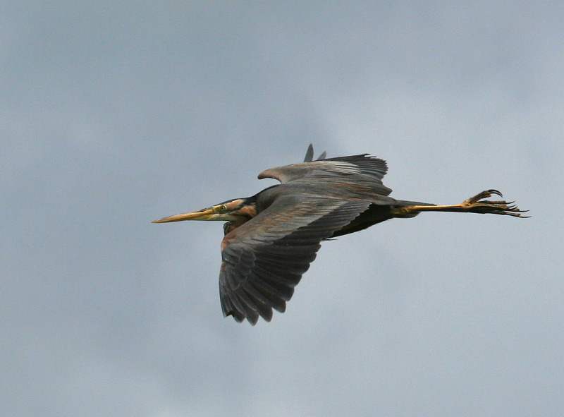 Purple Heron - Purperreiger