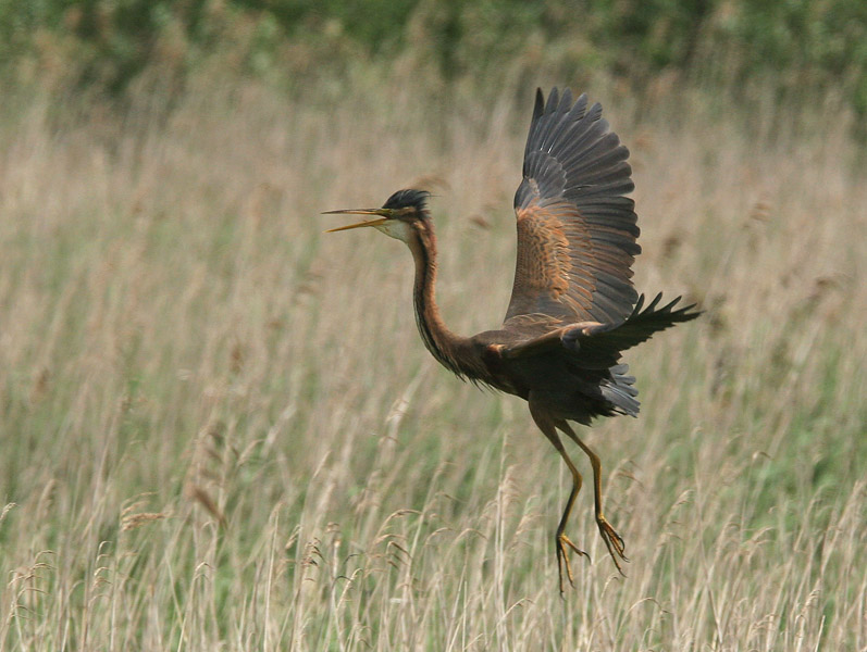 Purple Heron - Purperreiger