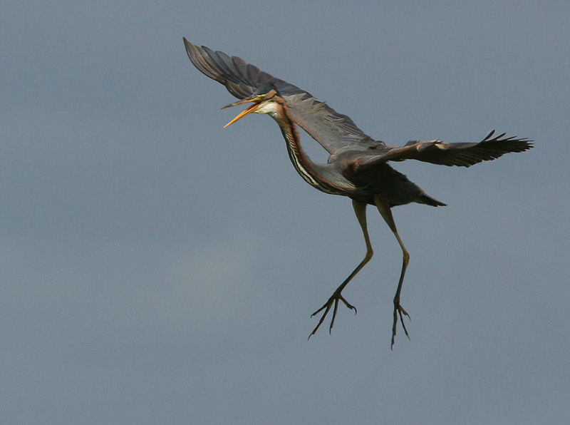 Purple Heron - Purperreiger