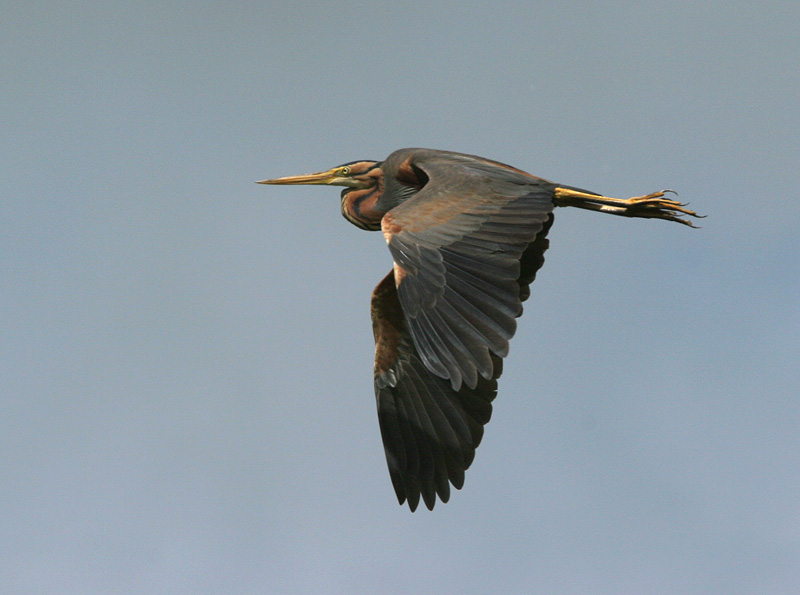 Purple Heron - Purperreiger