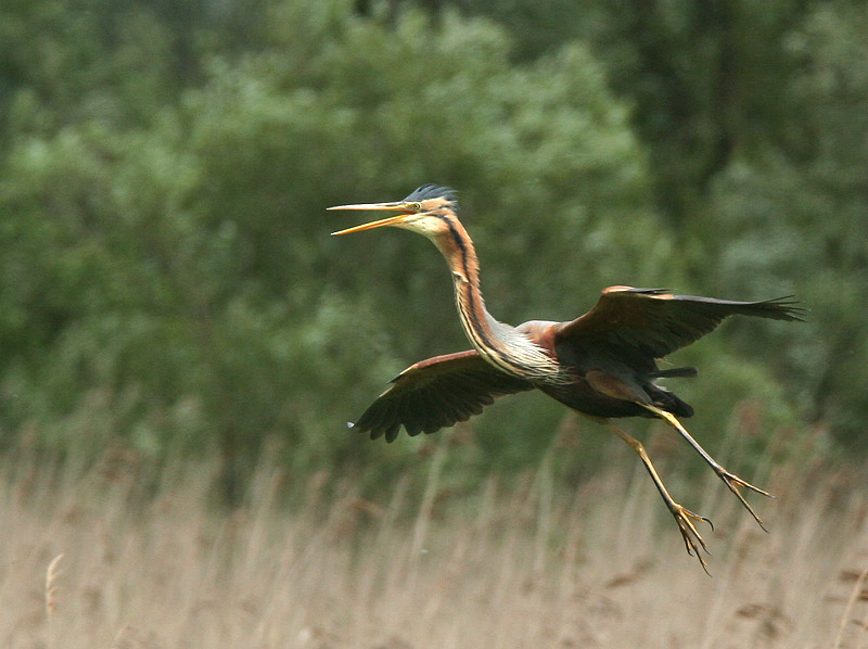 Purple Heron - Purperreiger