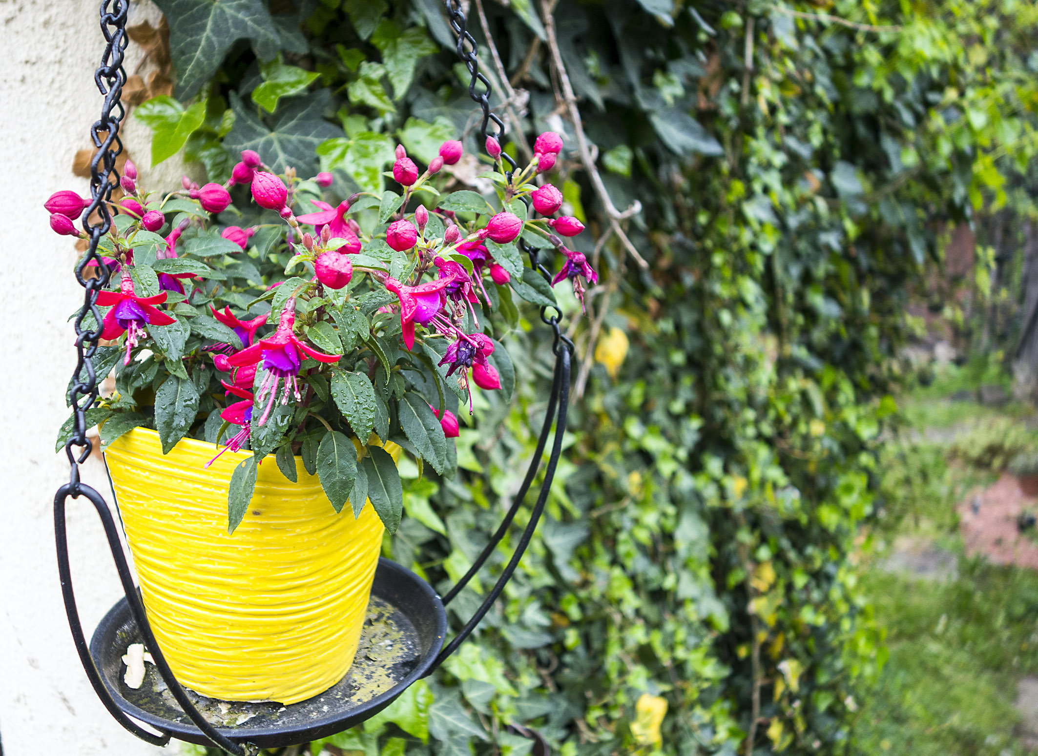 Flowers in yellow pot.jpg