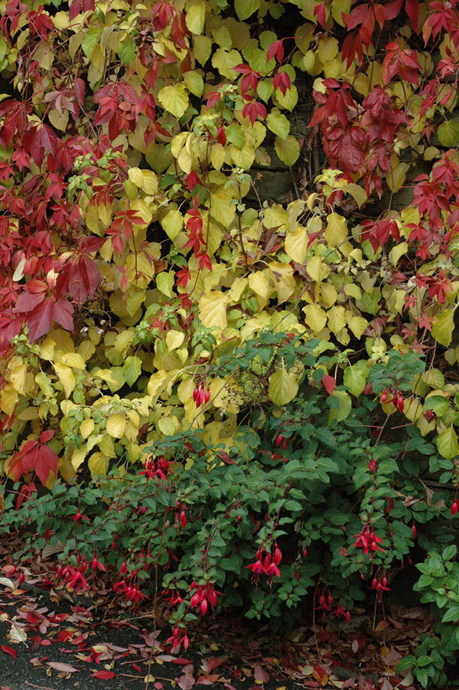 Autumn leaves and fushia
