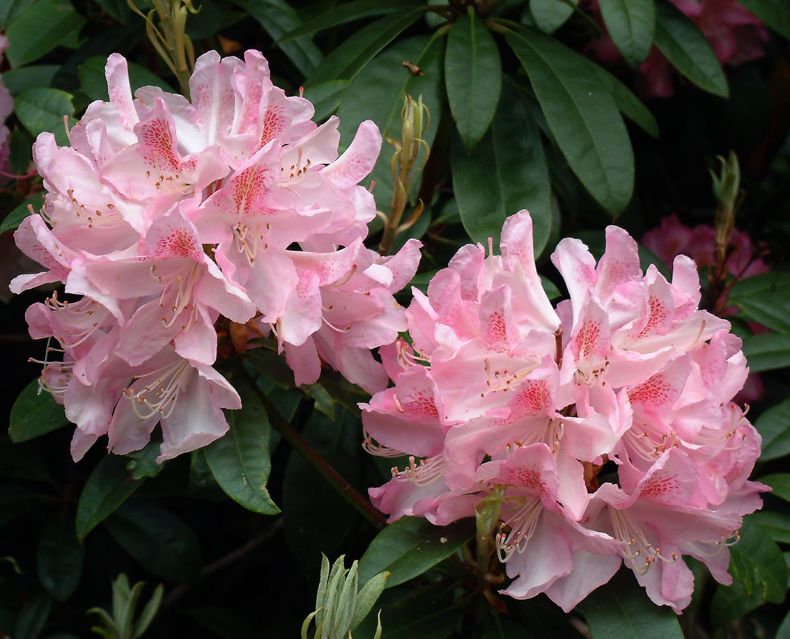 Pinks