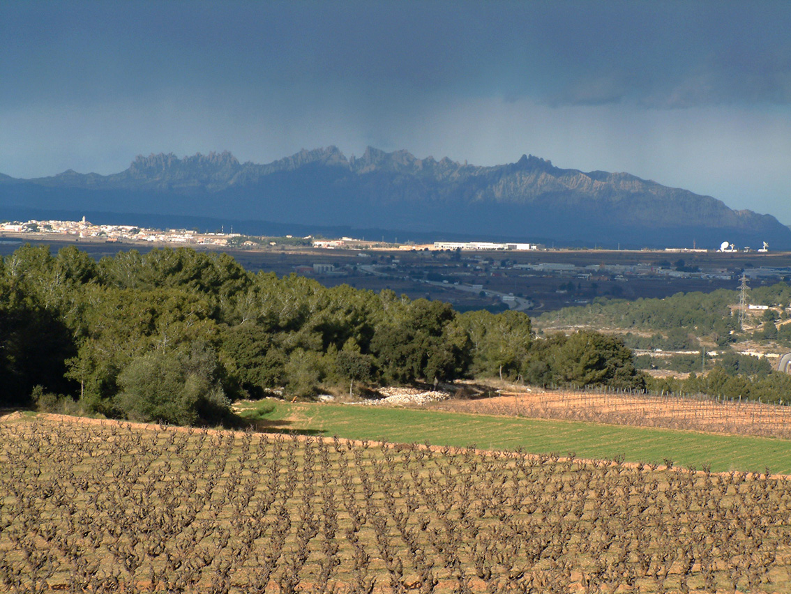 Montserrat and vines