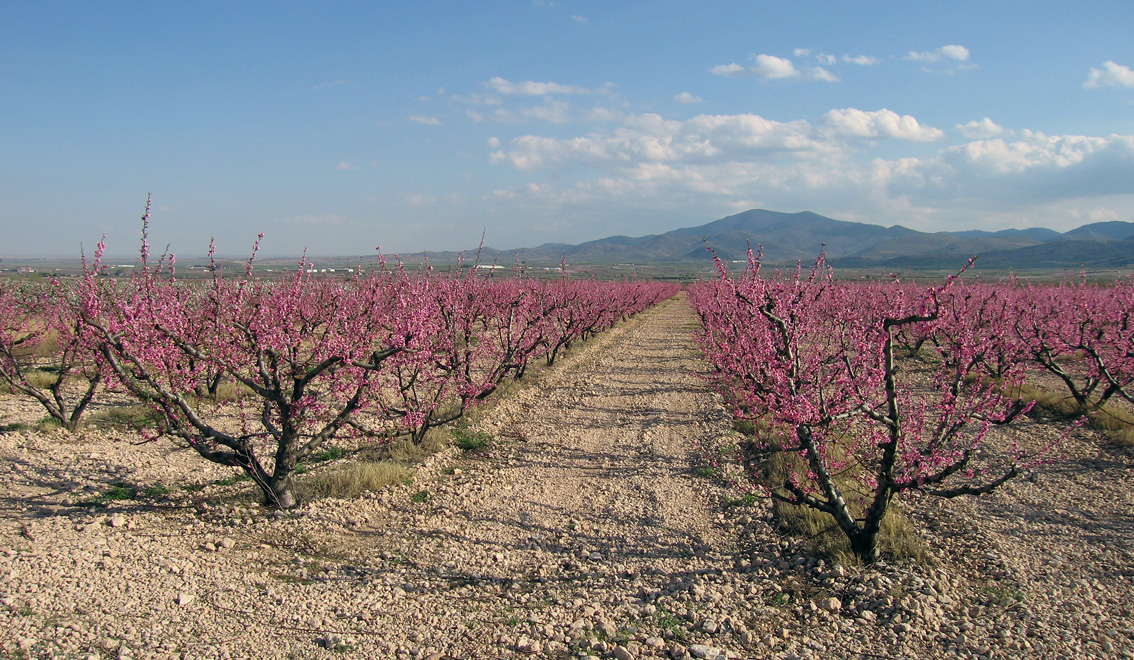 Blossoms wide