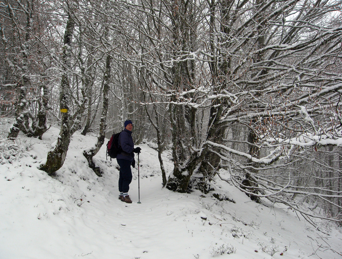 Sherri in woods wide.jpg