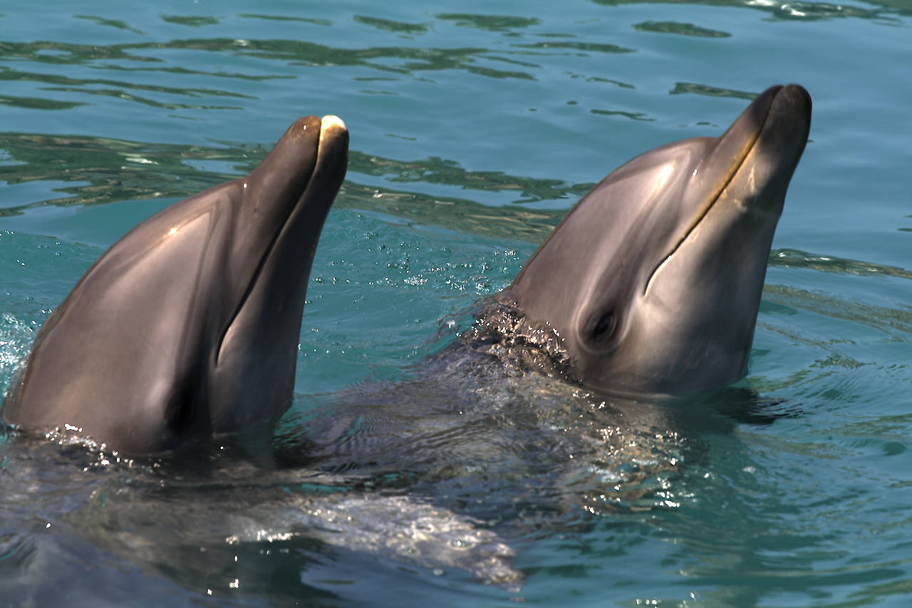 Two Dolphins