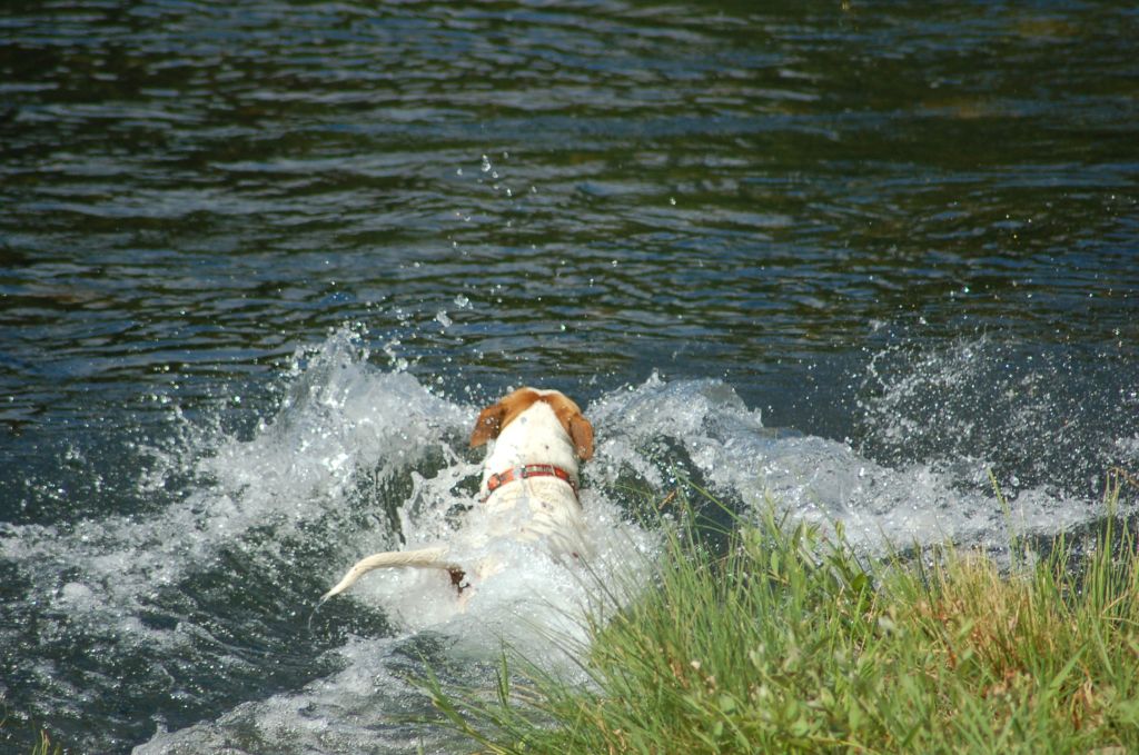 Get that stick, Petey !