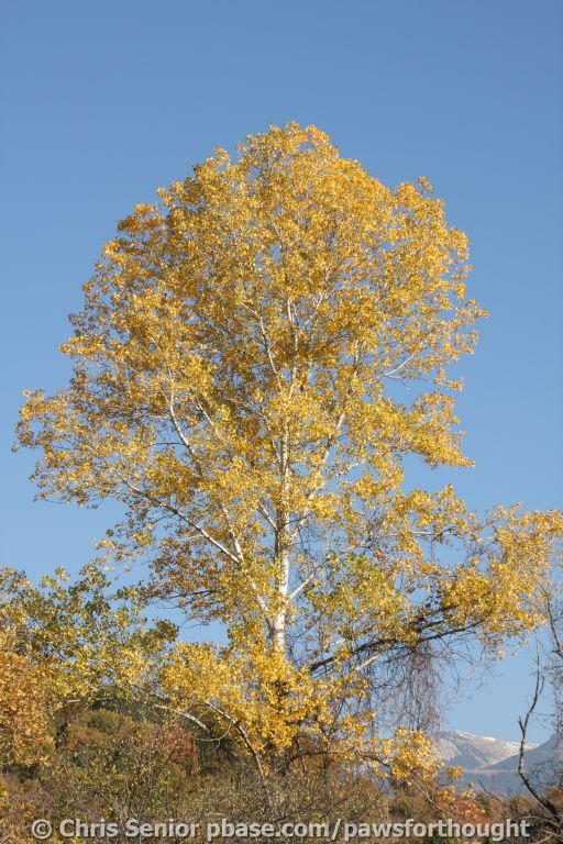 CS_0345.JPG