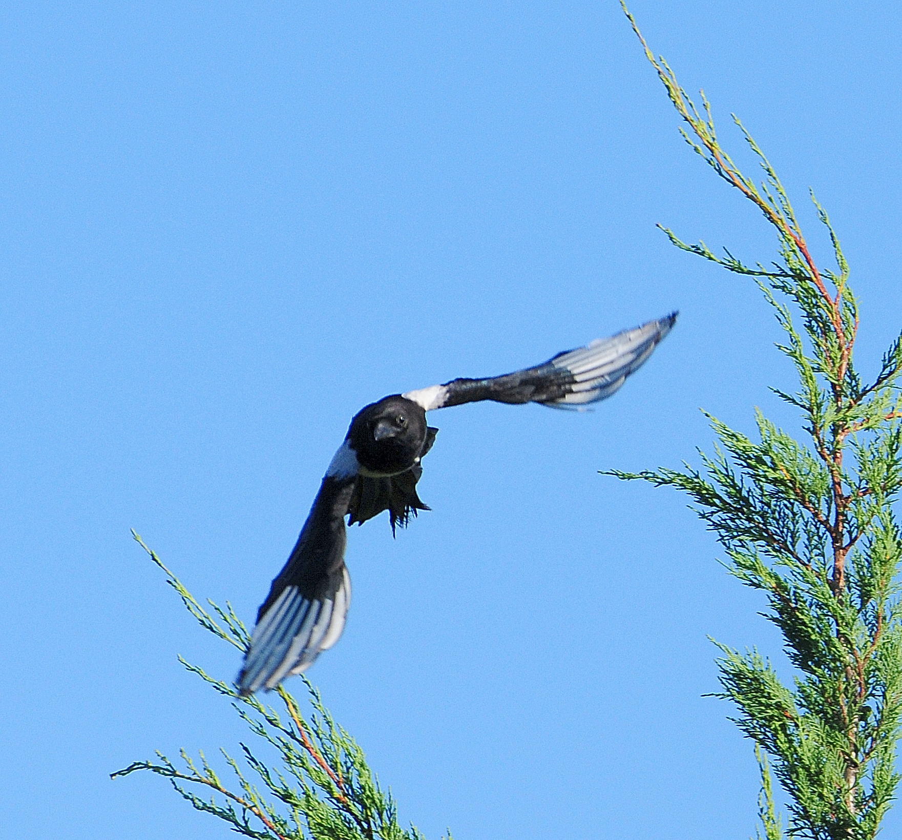 DSC_4348d.jpg