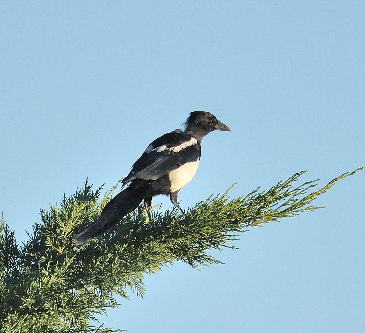 DSC_9827c.jpg