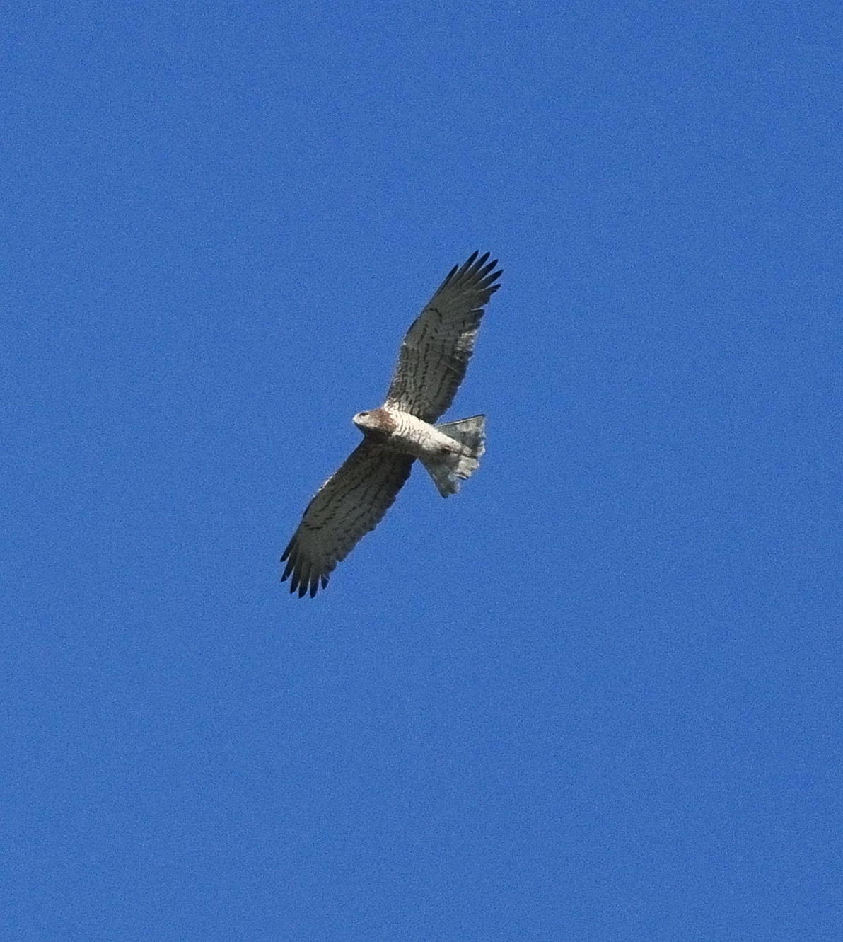 DSC_3226c.jpg
