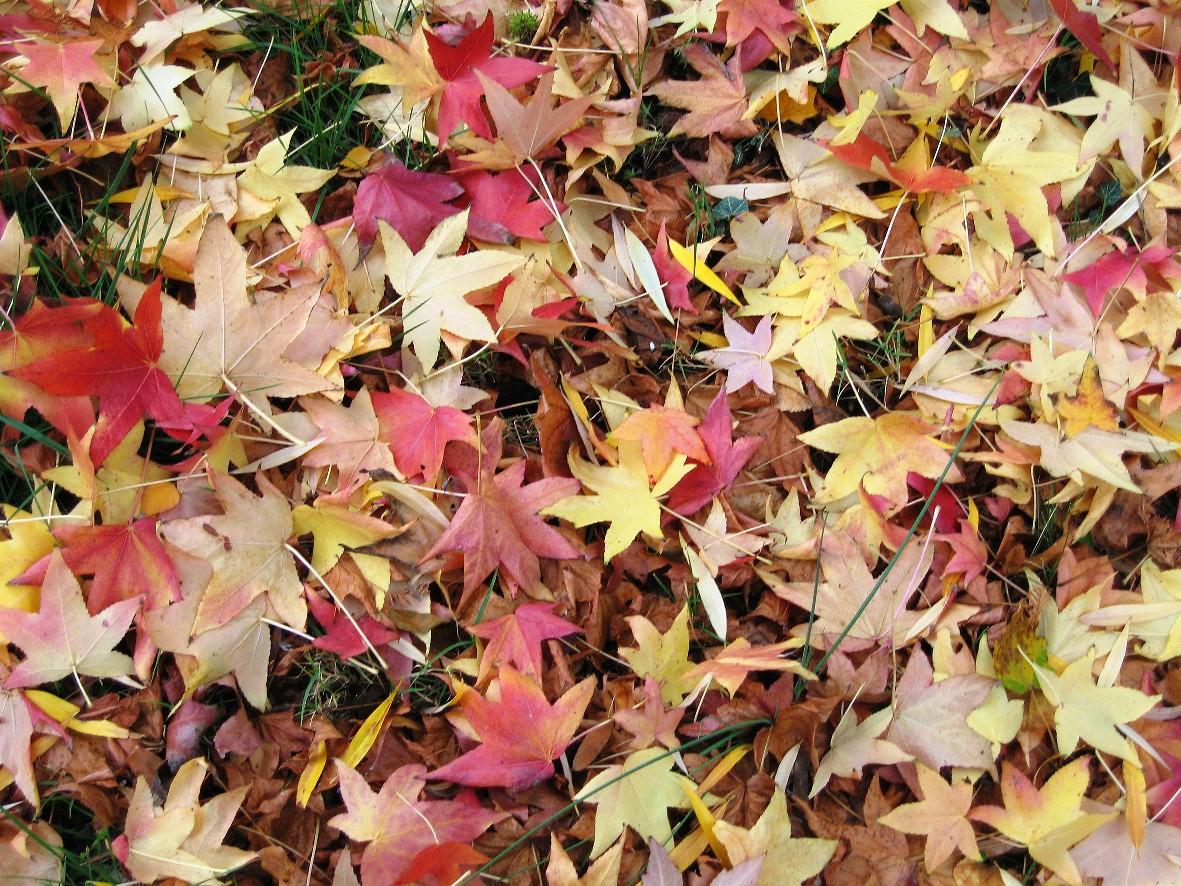 automn4-2006.JPG