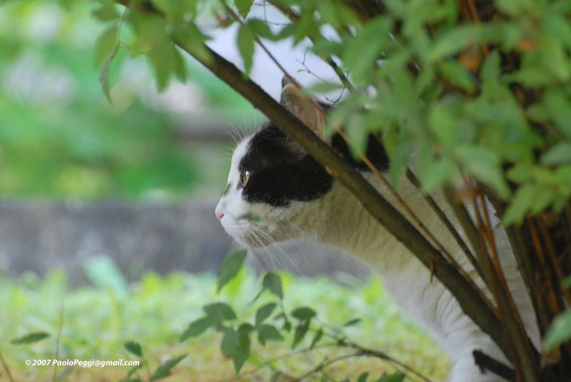 Ambush ...