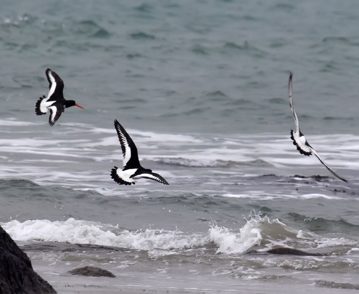 oystercatchers 1.jpg