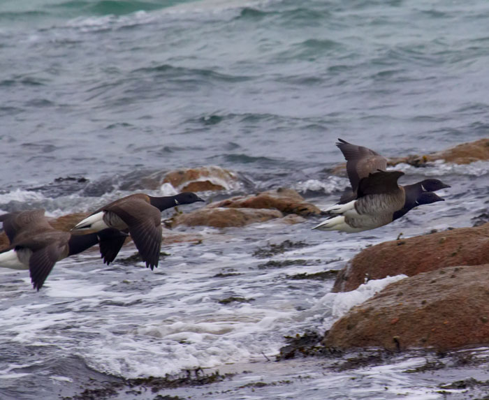 brent geese 8.jpg