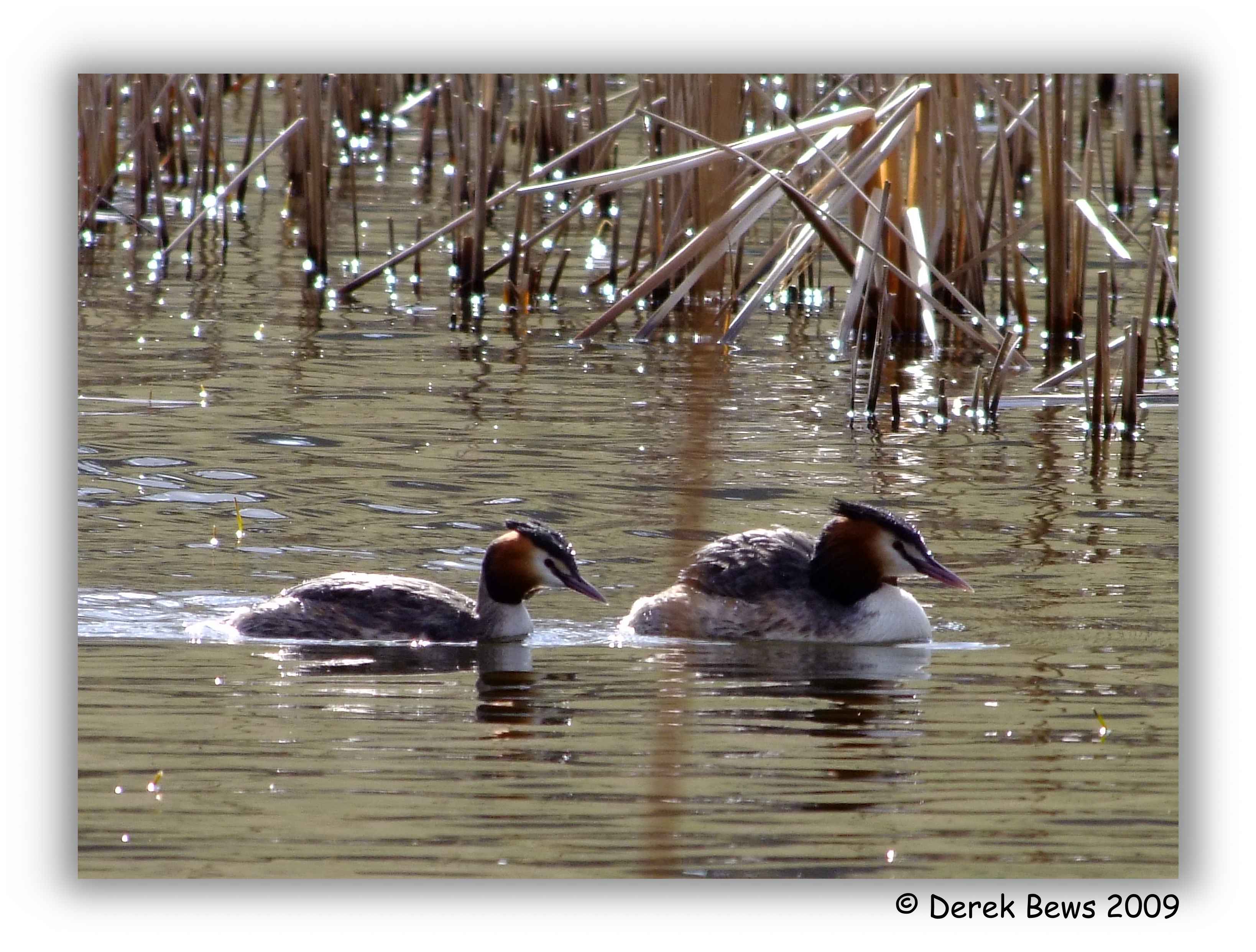 Great Crested Grebes