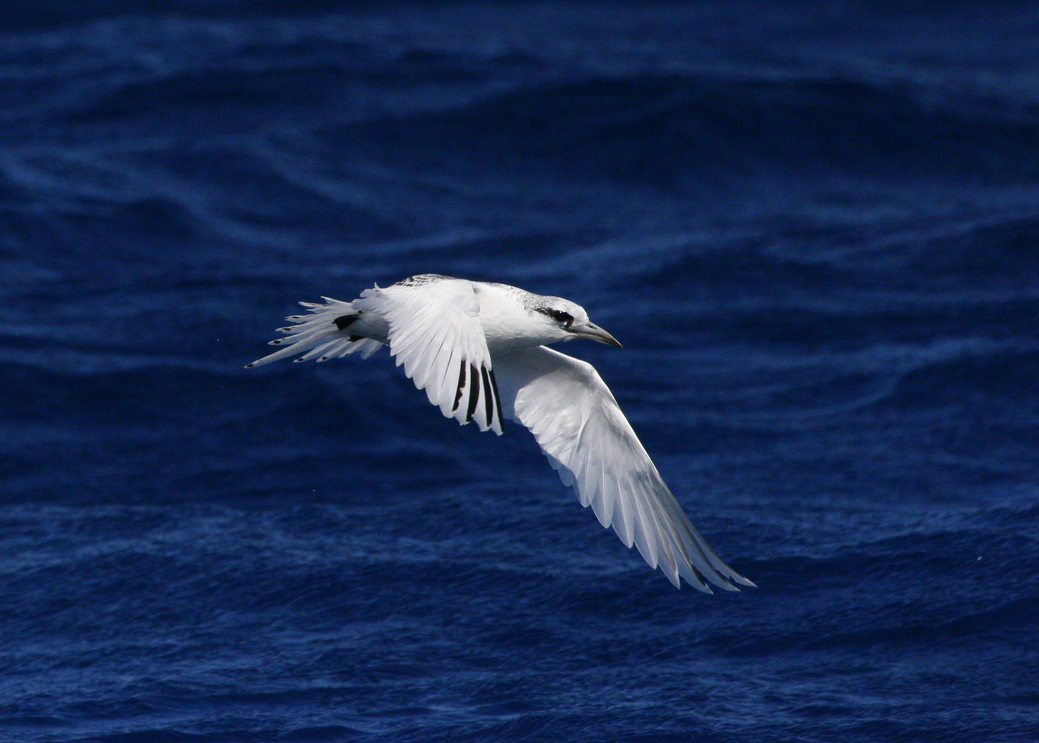 White-tailed Tropicbird