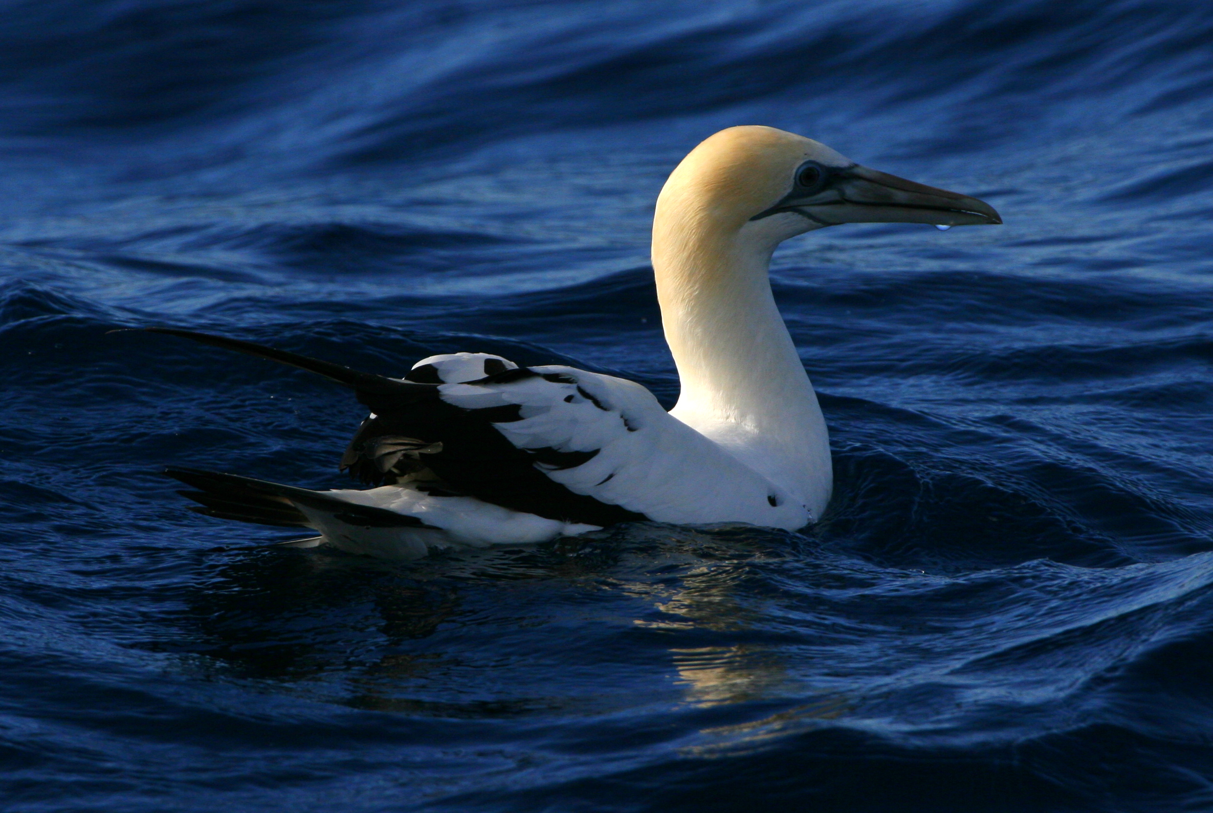 Australasian Gannet