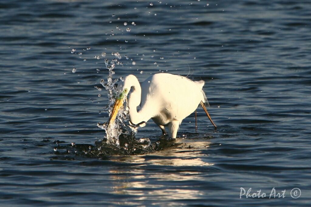 IMG_9594.JPG