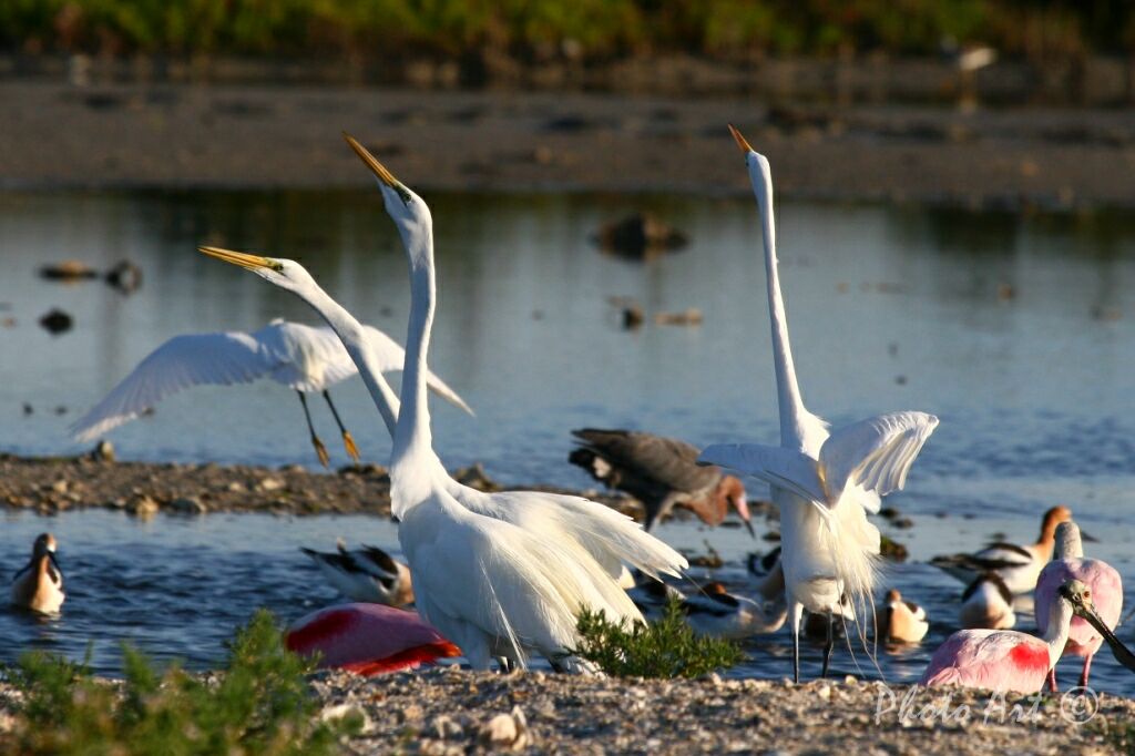 IMG_0342-1.JPG