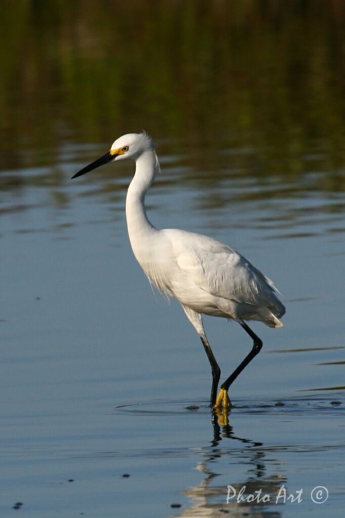 Snowy Egret