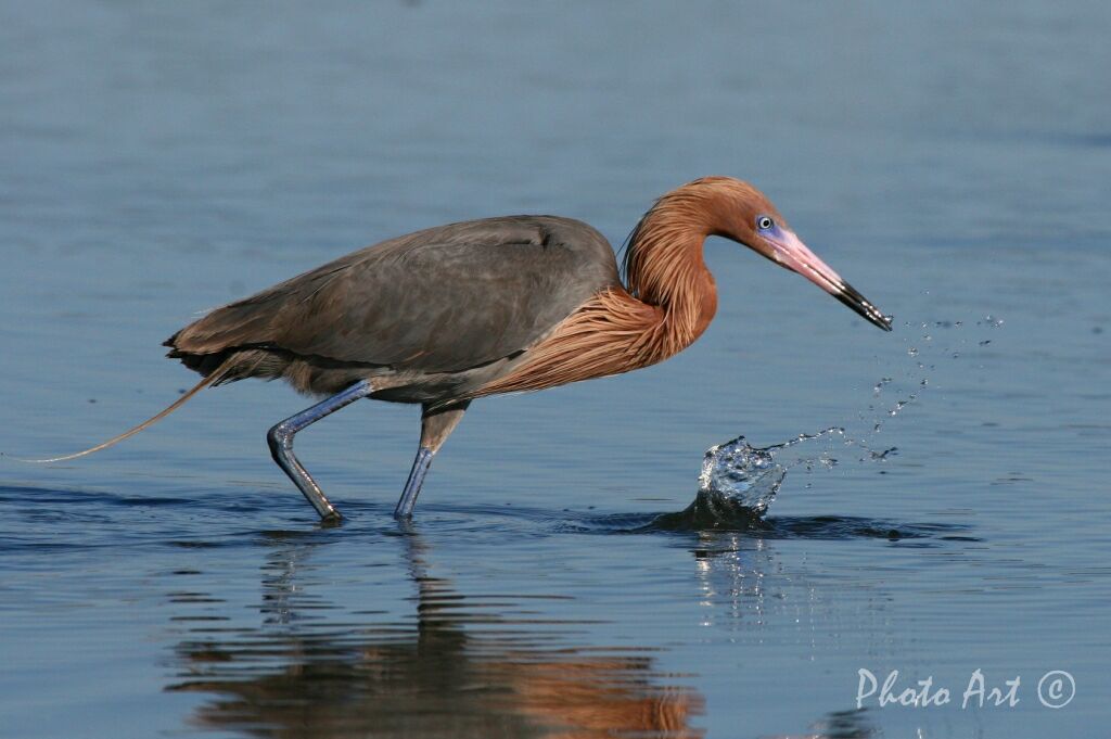 Reddish Egret