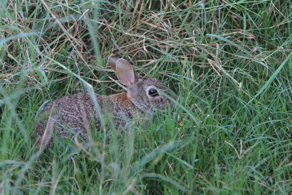 IMG_6262