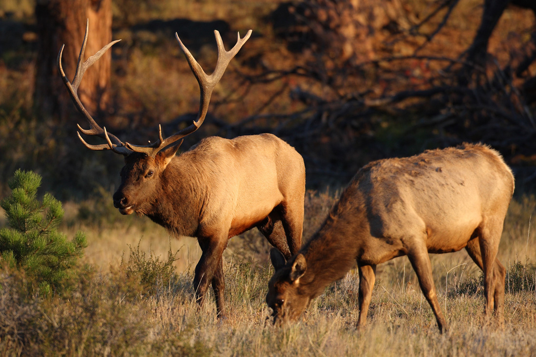 RMNP 7098s.jpg