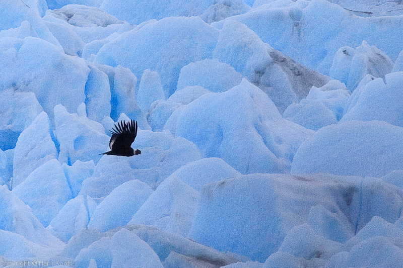 A little Condor...