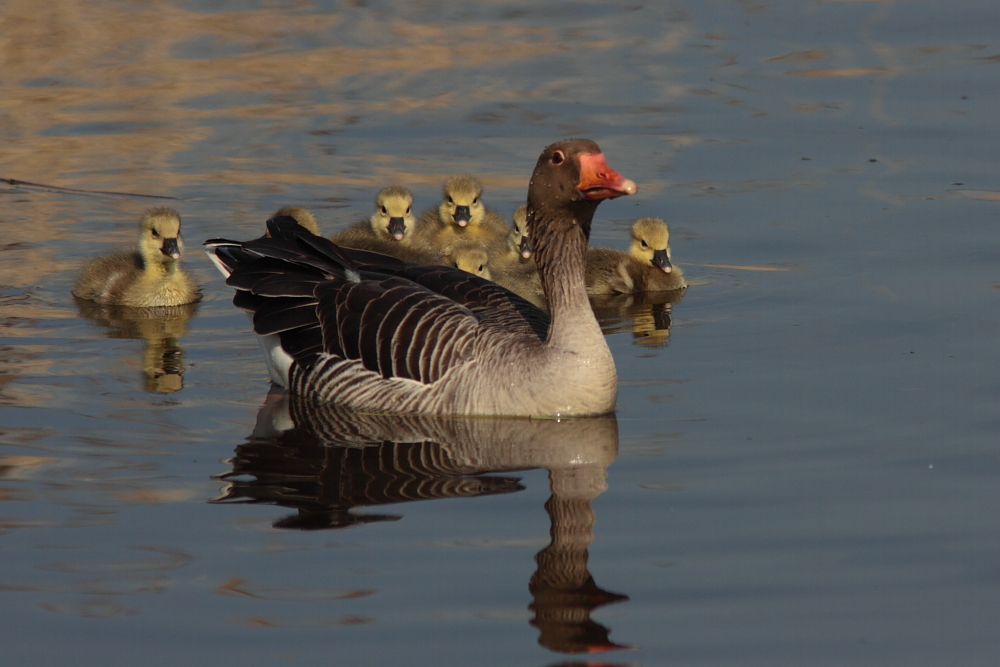 Grauwe Gans