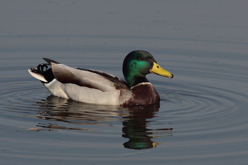 Wilde Eend