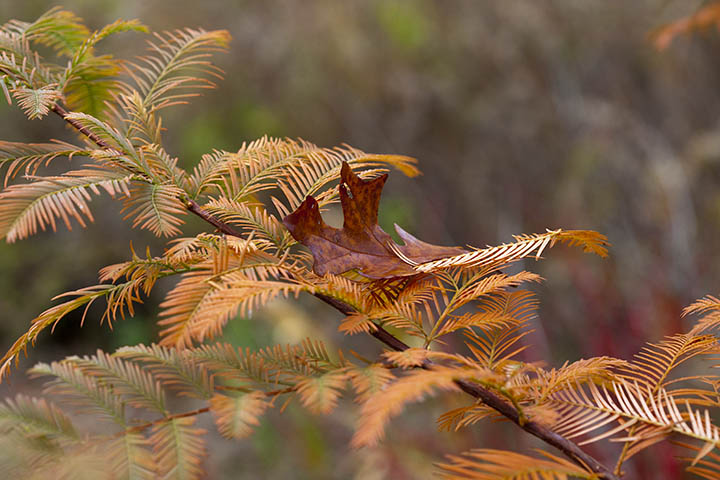 Dawn Redwood and Oak Leaf