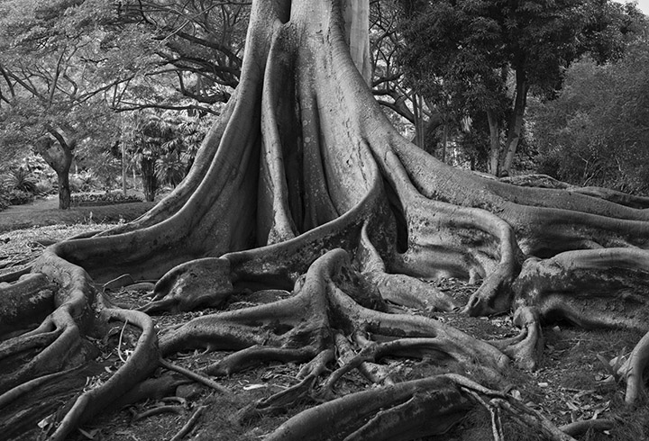 Ficus Kauai BW.jpg