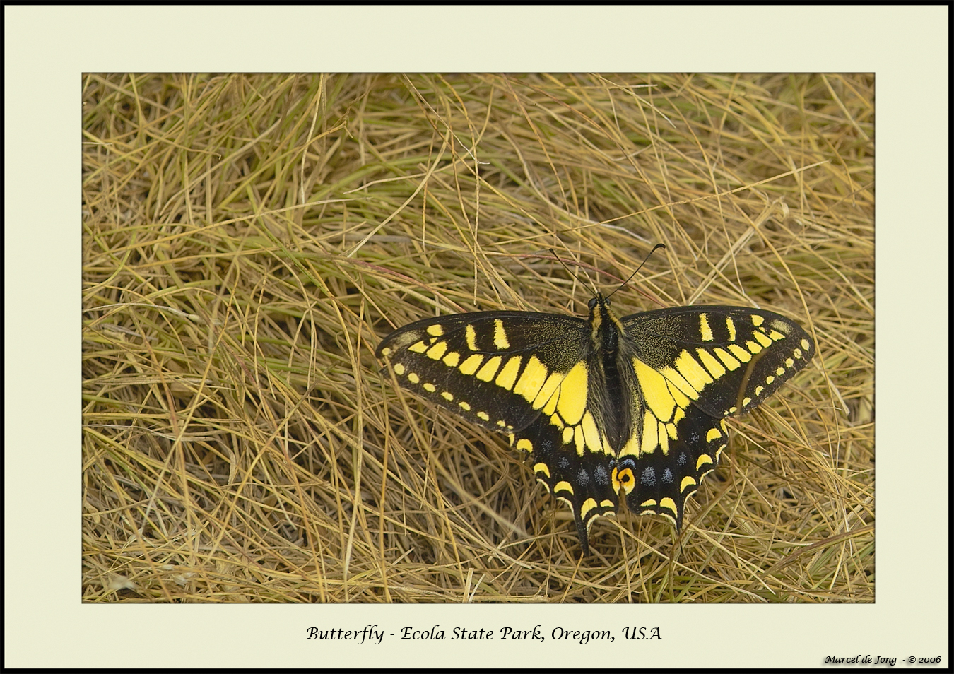 Butterfly Ecola State Park